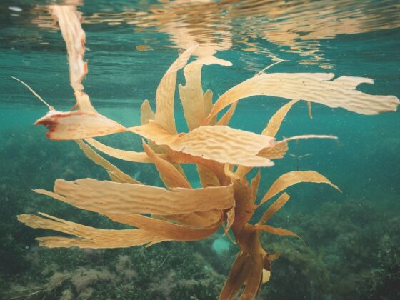 Biodegradable Packaging Made from Seaweed: Kelpi’s Circular Project